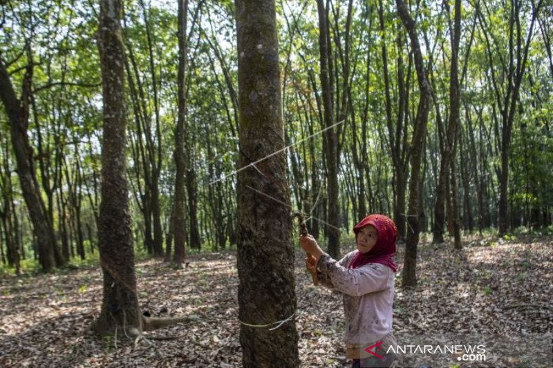 Kementerian PUPR Tambah Anggaran Pembelian Karet Alam Petani