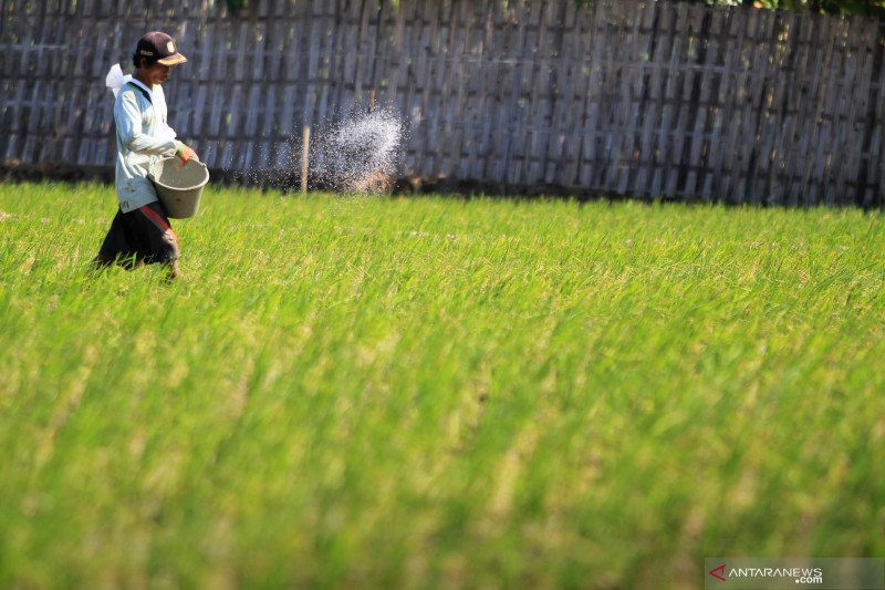 Dpr Petani Tidak Boleh Terus Menerus Bergantung Pada Pupuk Kimia Antara News