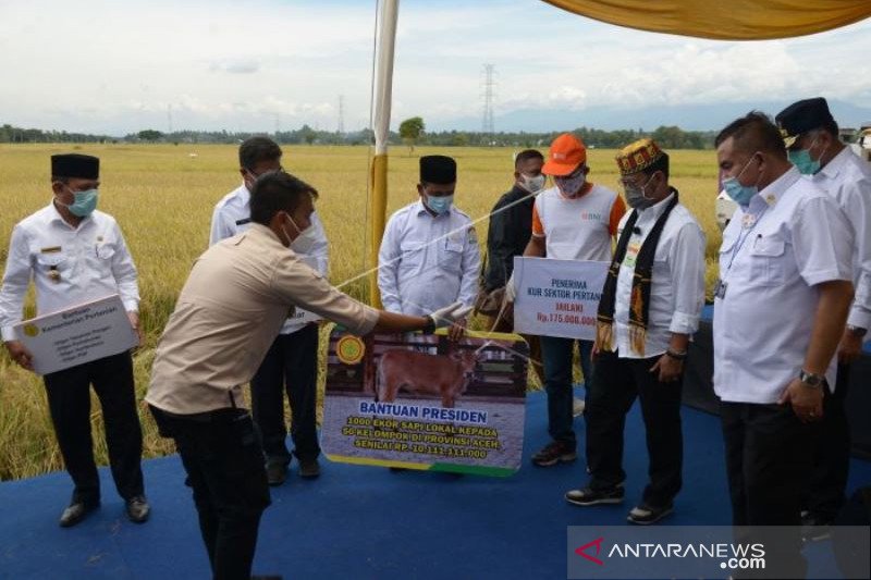 Presiden Bantu Seribu Ekor Sapi Untuk Petani Di Aceh