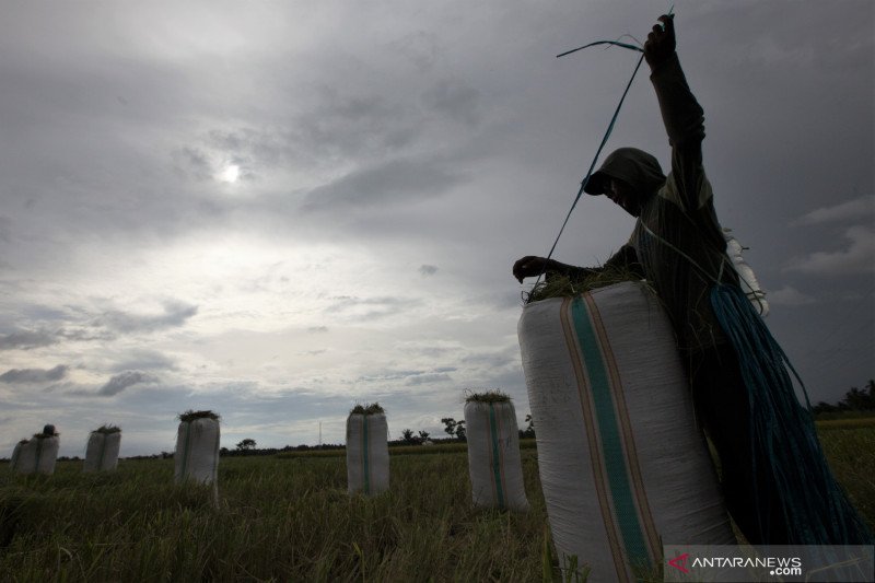 PANEN PADI PERDANA TANPA BAHAN KIMIA