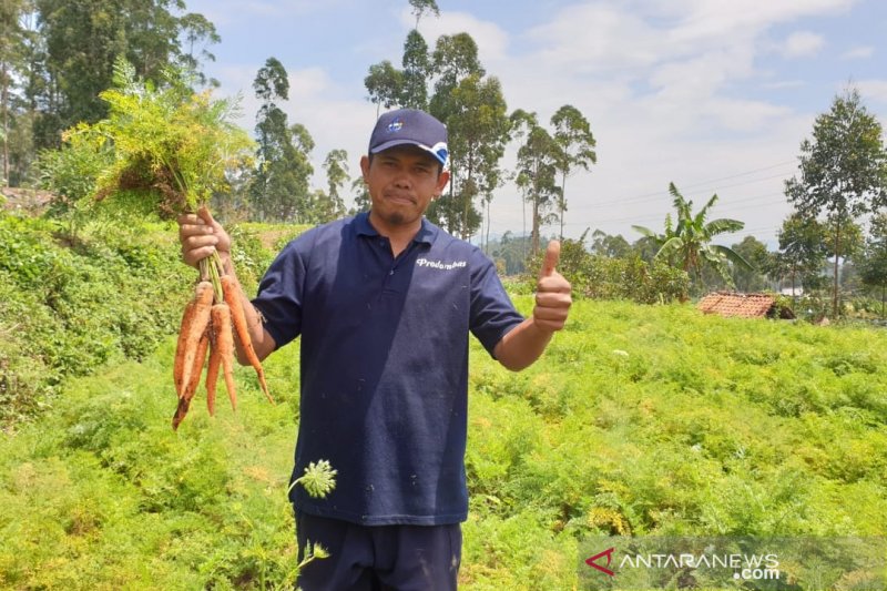 Pertamina gulirkan modal kemitraan bagi 38 petani hortikultura