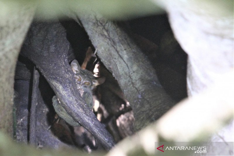 TARSIUS TARSIER DI HUTAN LAMBUSANGO BUTON