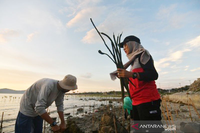 Rehabilitasi pesisir pantai Teluk Palu