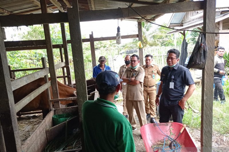 DPMPTSP melihat potensi peternakan sapi di Kaltara