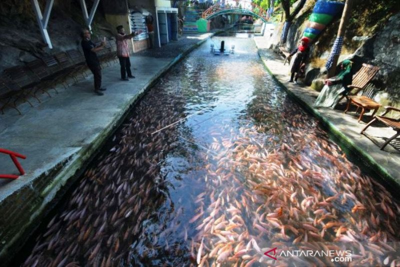 Budidaya Ikan Nila Manfaatkan Aliran Sungai