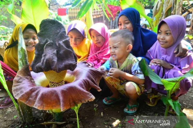 Bunga Suweg Mekat di Jepara