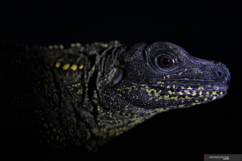 PECINTA REPTIL CANTIK DI KENDARI