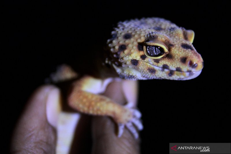 PECINTA REPTIL CANTIK DI KENDARI