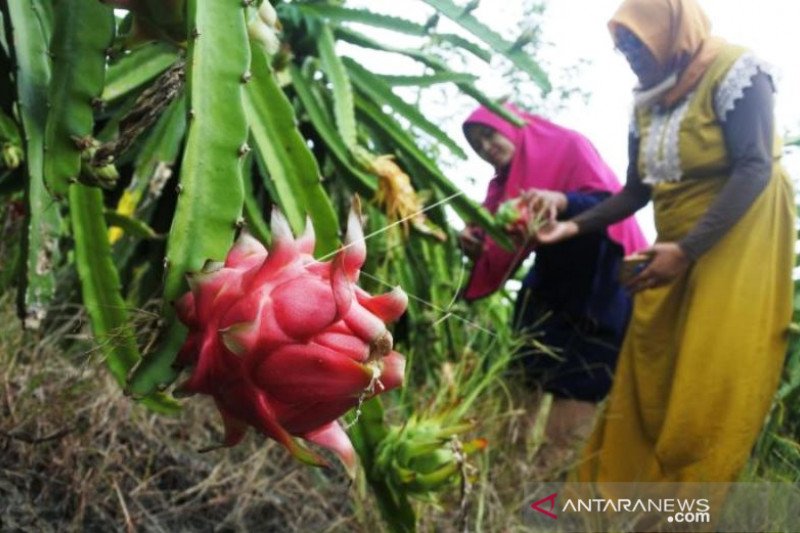 Wisata Petik Buah Naga