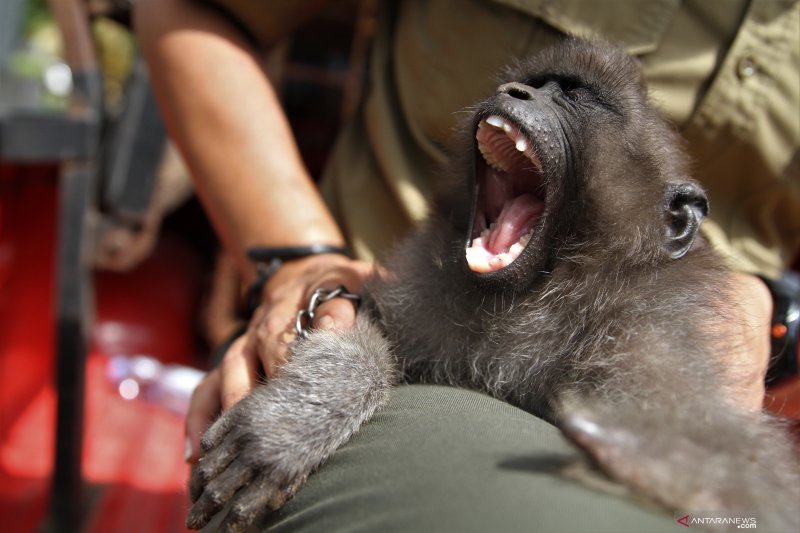 KERA HITAM KHAS SULAWESI TANPA TANGAN