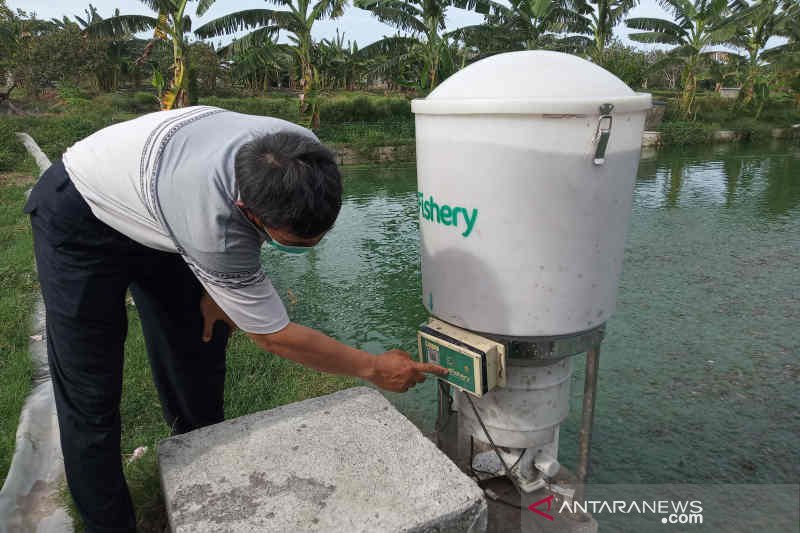 Berkat teknologi, pembudi daya lele Cirebon akui produksi meningkat