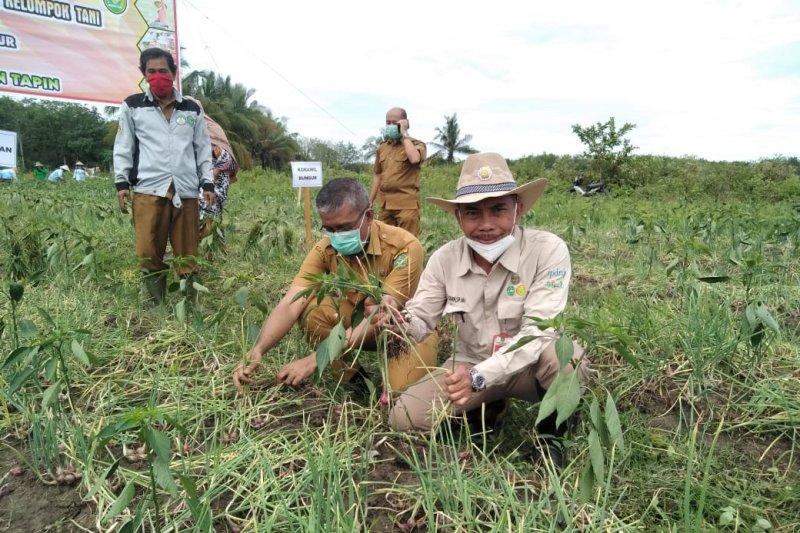 Tapin harvests shallots up to 9.2 tons per hectare