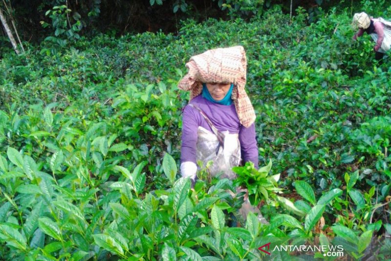 Dua kelompok tani teh dan kopi di Garut raih sertifikat organik dari lembaga internasional