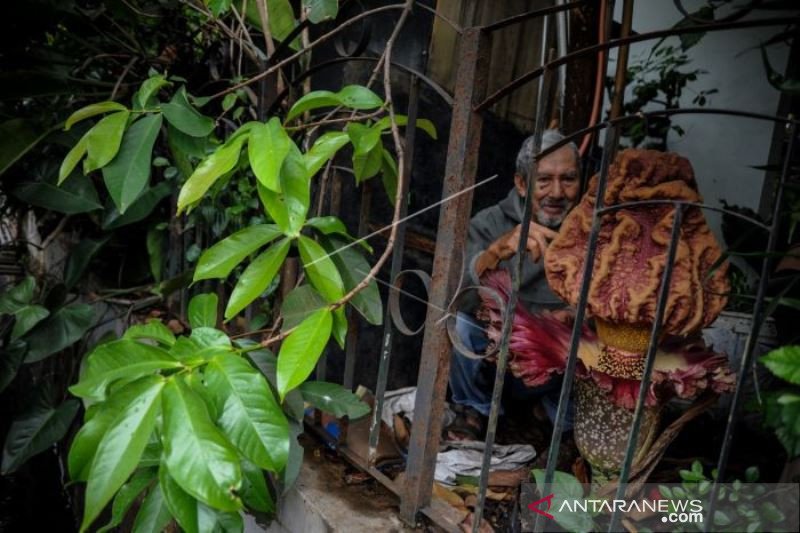 Bunga Bangkai Mekar Di Rumah Warga