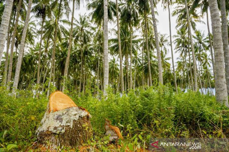 Peremajaan pohon kelapa dalam di Sigi