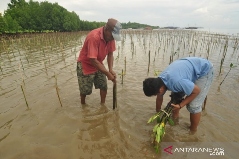 Penanaman manggrov di Parigi