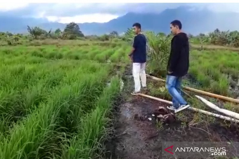 Warga Lingga tidak pernah mengonsumsi beras lokal