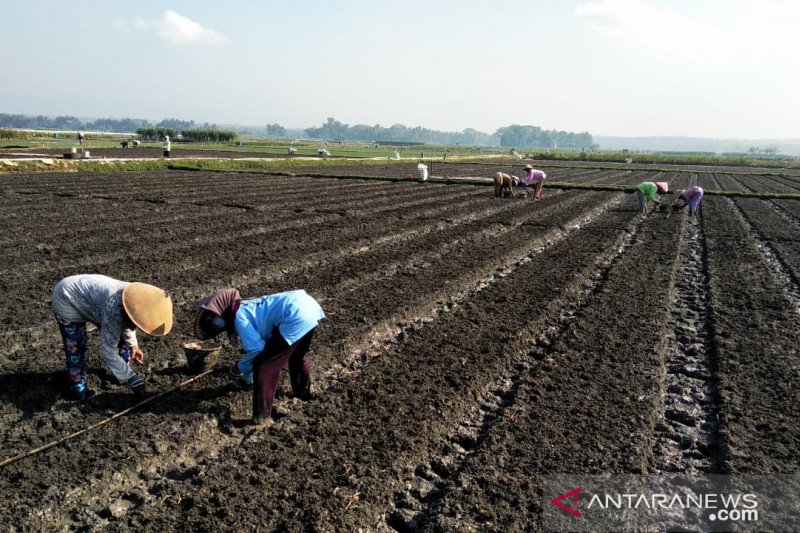 DPP Kulon Progo minta petani segera mengisi e-RDKK pupuk bersubsidi