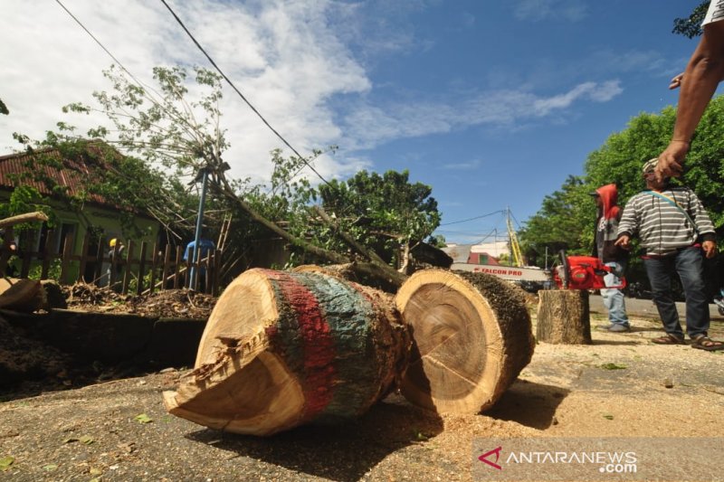 Pohon tumbang di Parigi dampak cuaca buruk