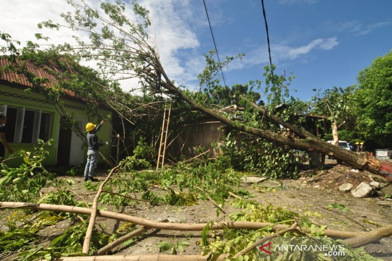 Pohon tumbang di Parigi dampak cuaca buruk