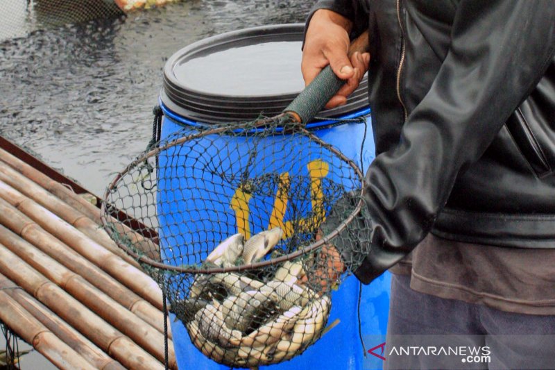 Usaha pengolahan ikan di Karawang menurun sekitar 30 persen