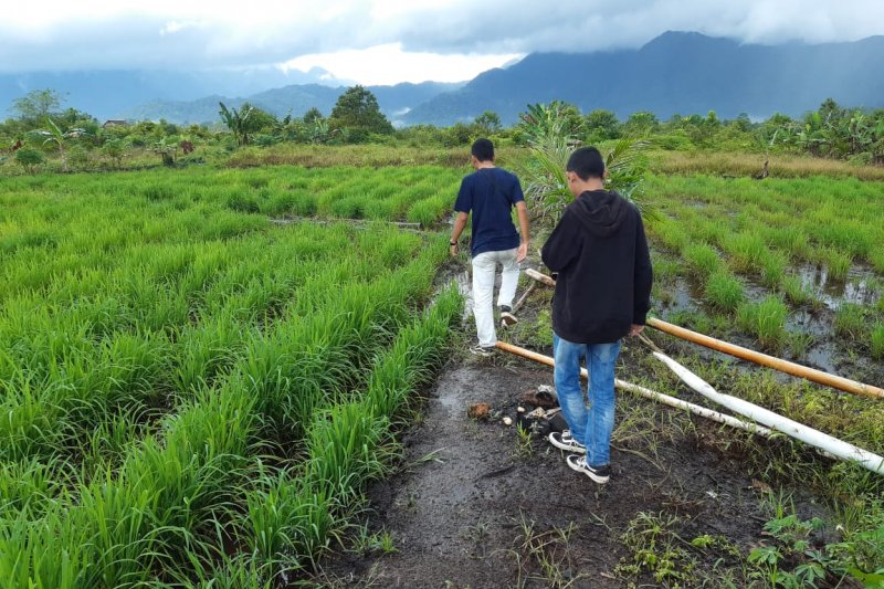 Menelisik polemik sawah di Bunda Tanah Melayu (II)