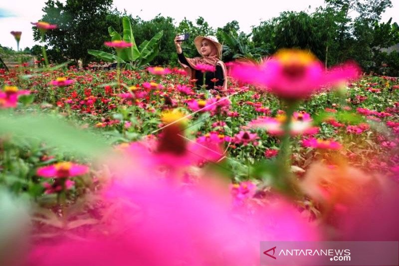 Wisata Taman Bunga Celosia