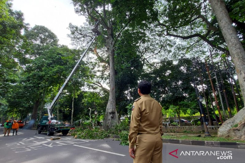 Wali Kota Bogor sebut beberapa kategori pohon rawan tumbang