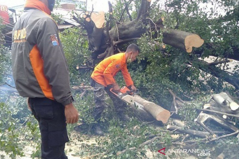 Pohon tumbang di Bogor timpa pesepeda motor