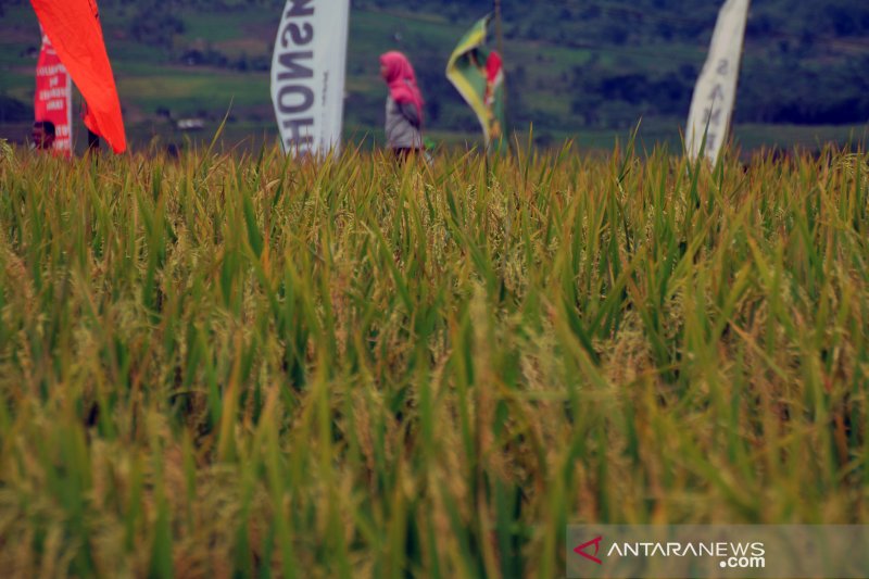 Pemkab Purwakarta manfaatkan lahan Perhutani untuk tanam padi