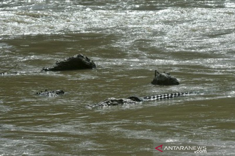 Buaya terjerat ban kembali muncul