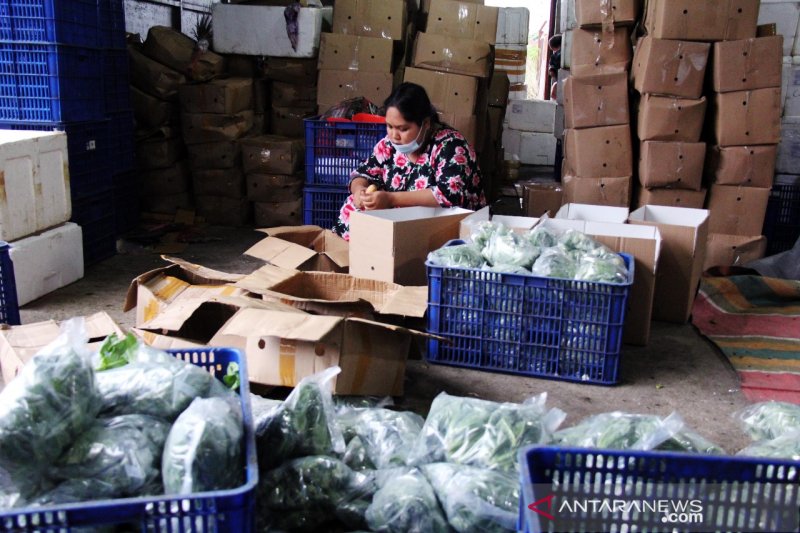 Sayur Dumai tembus Malaysia