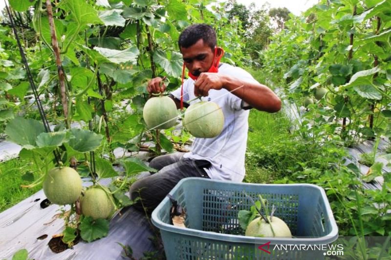 Panen Melon Di Aceh Barat