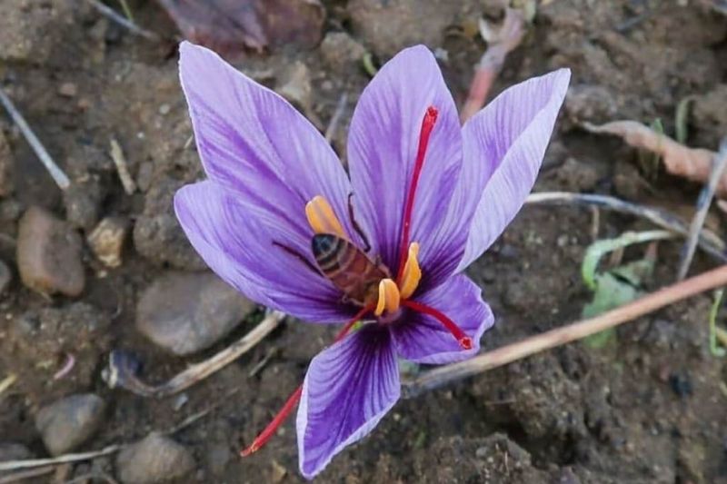 Manfaat saffron untuk kesehatan kulit di musim kemarau