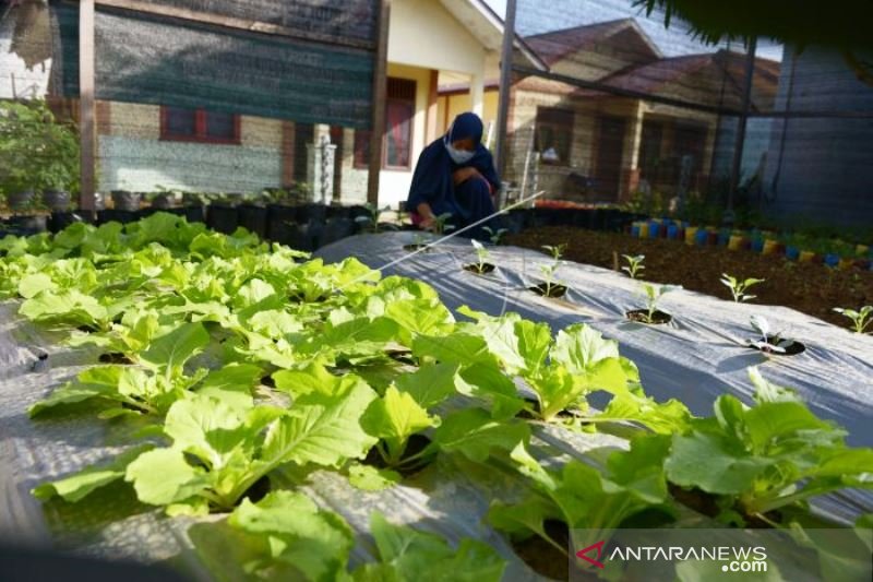 Budi Daya Tanaman Kebun Di Halaman rumah