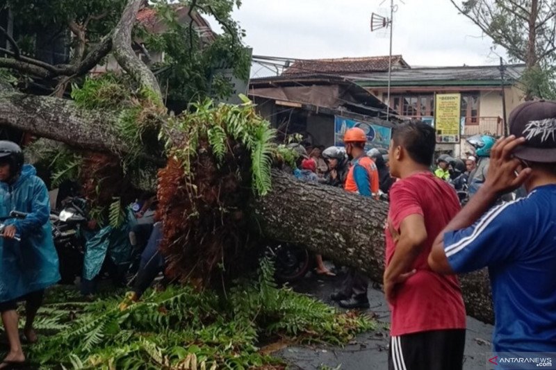 Jalur Cipanas-Cianjur terganggu akibat pohon tumbang
