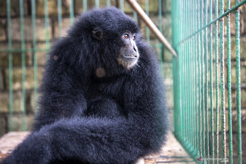 BKSDA Sumsel Akan Melepas Liarkan Enam Ekor Siamang