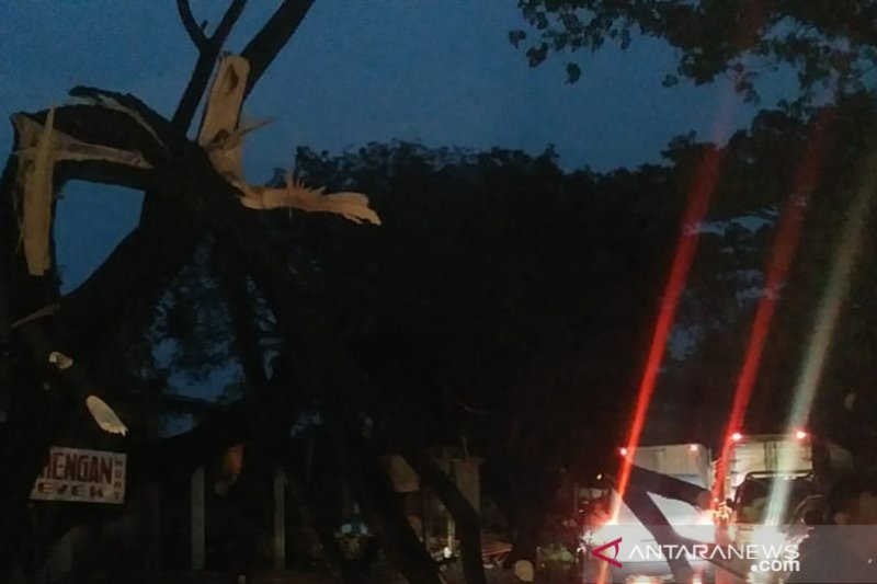 DLH Cianjur imbau warga dan penguna jalan waspadai pohon tumbang