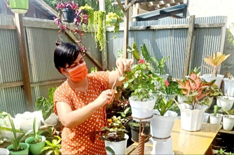 Usaha tanaman hias mulai dilirik warga Gumas - ANTARA News ...