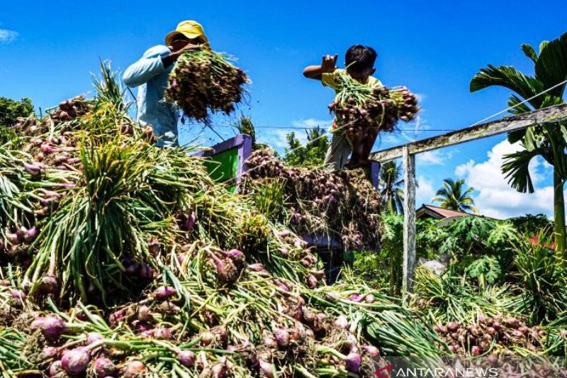 Panen Bawang Merah di Keerom Papua