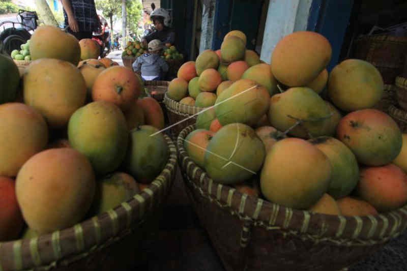 Lalat buah jadi kendala mangga gedong gincu Cirebon tembus pasar Jepang