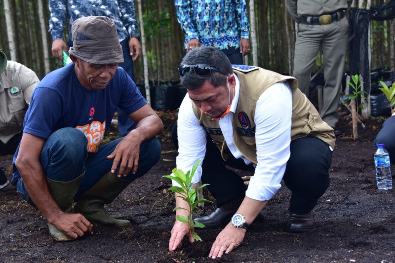Penanaman mangrove, ini harapan Bupati Bengkalis