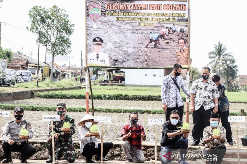 Pemkab Ciamis kembangkan sistem tanam padi secara organik