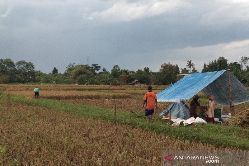 Lahan pertanian di tiga kecamatan di Bantul berpotensi terendam banjir