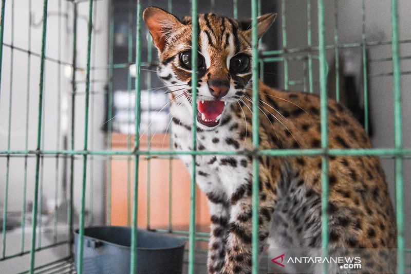 BBKSDA Riau sita kucing hutan dan musang dari tempat hiburan 