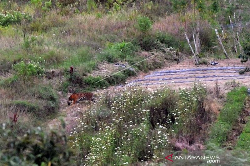 UPAYA PENANGKAPAN HARIMAU SUMATERA