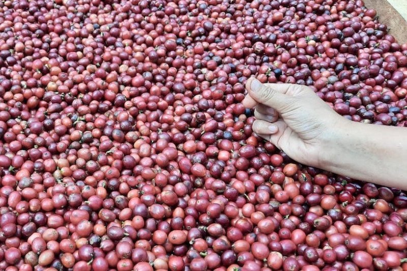 Petani Kopi Pagaralam sasar pasar produk premium