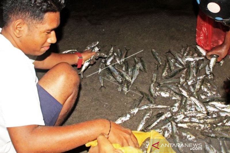 Fenomena Ikan Hidup Naik Ke Pesisir Pantai Lewoleba