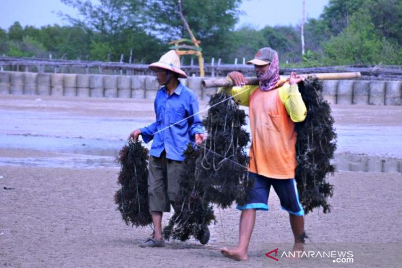 Bantuan Bibit Rumput Laut