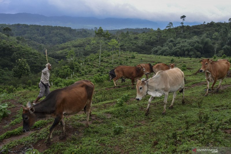 Spektrum - Sapi Pasundan dan impian swasembada daging sapi